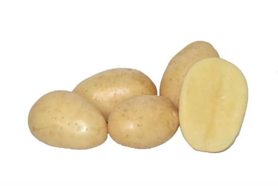 Seed potato ELODIE variety