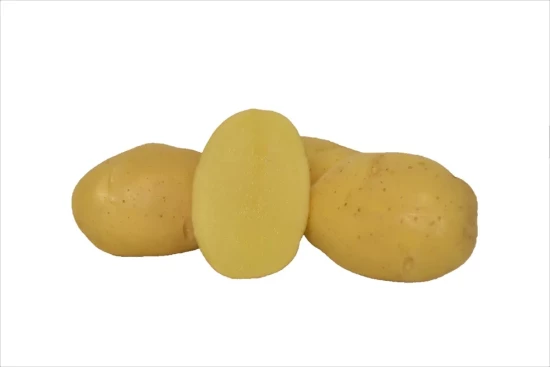 seed-potato-nicola-variety