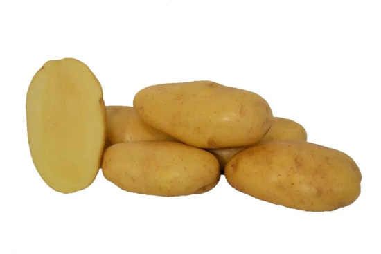 seed-potato-salad-sieglinde-variety