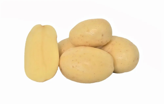 Seed potato ATOLL variety