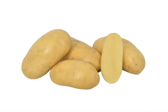 Seed potato GALANTE variety