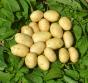 Seed potato ATOLL variety