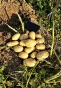 Seed potato AZILIS Variety