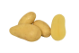 elegante-seed-potato