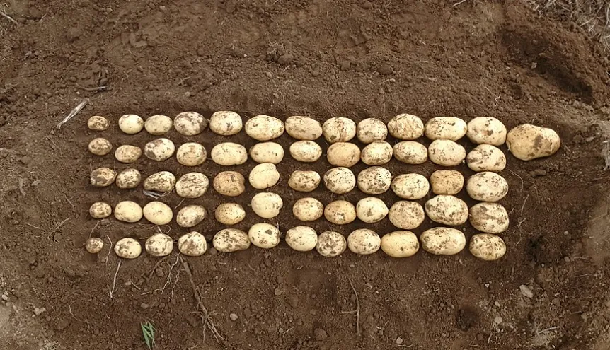 Variétés plants de pommes de terre consommation polyvalente