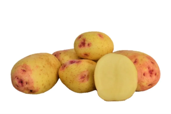 Plant-de-pommes-de-terre-Variete-CARA