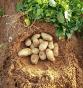 Plant de pommes de terre variété SYNERGY