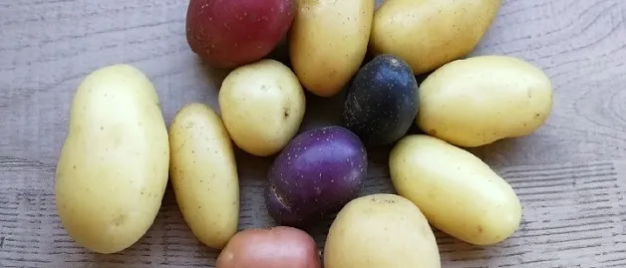Seed potato - ELORN PLANTS Exclusives varieties